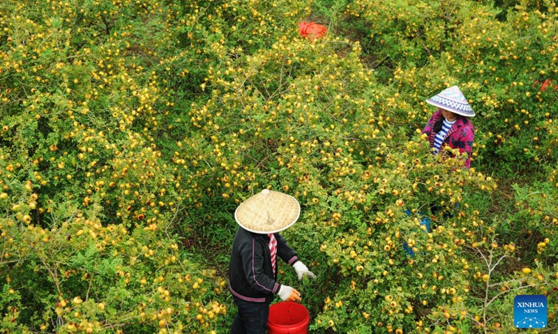 Farmers collect Cili fruits in Gujiao Town of Longli County, southwest China's Guizhou Province, Aug. 22, 2018. (Photo: Xinhua)