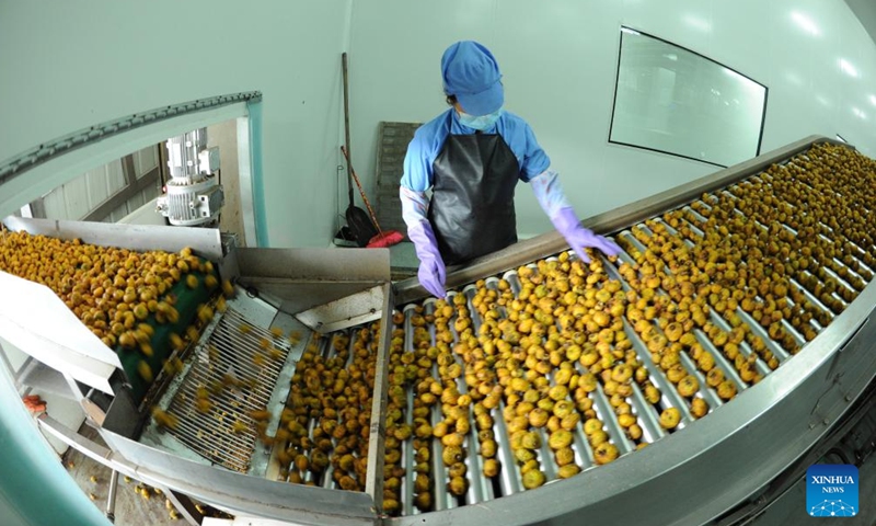 A worker selects Cili fruit at a Cili processing company in Longli County, southwest China's Guizhou Province, Aug. 23, 2018. (Photo: Xinhua)