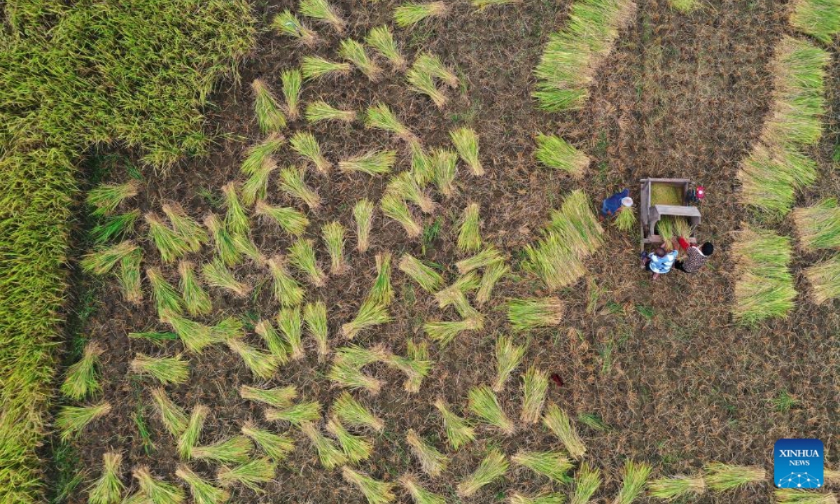 In this aerial photo taken on Oct 2, 2023, farmers harvest rice in a paddy field in Baihecang Village, Yongzhou City of central China's Hunan Province. Photo:Xinhua