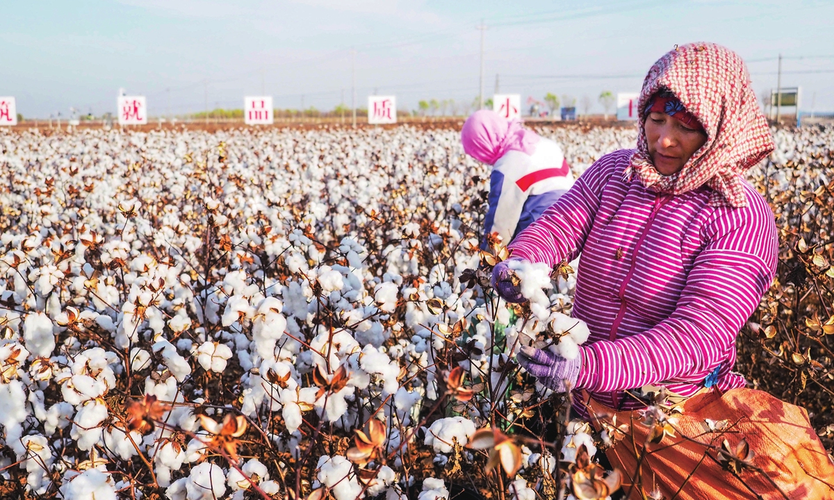 Record cotton yield - Global Times