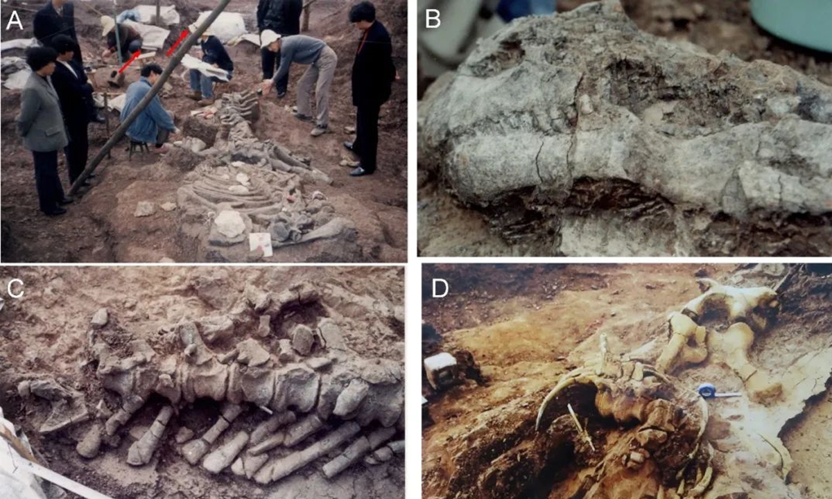 The dinosaur fossils excavated in the Pingba district of the city of Anshun in Southwest China's Guizhou Province. Photo: Courtesy of the Pingba District Cultural Relics Management Office and Guizhou Provincial Museum.Photo from web