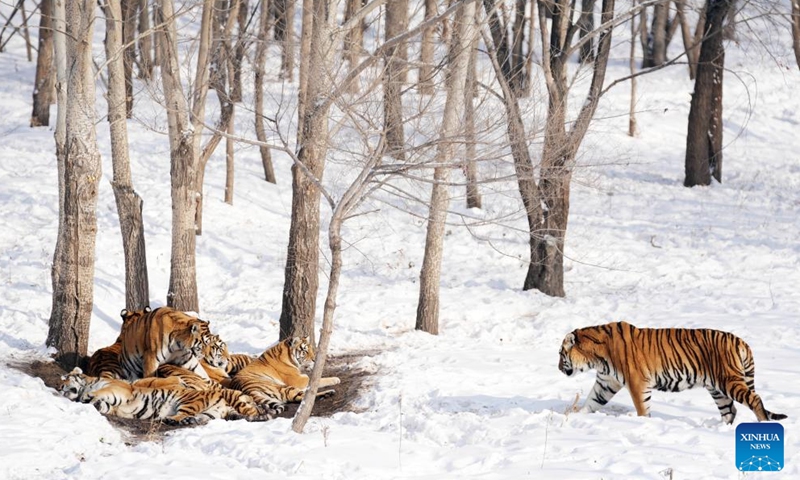Siberian tigers are seen in the snow at the Siberian Tiger Park in Harbin, northeast China's Heilongjiang Province, Nov. 17, 2023. (Photo: Xinhua)
