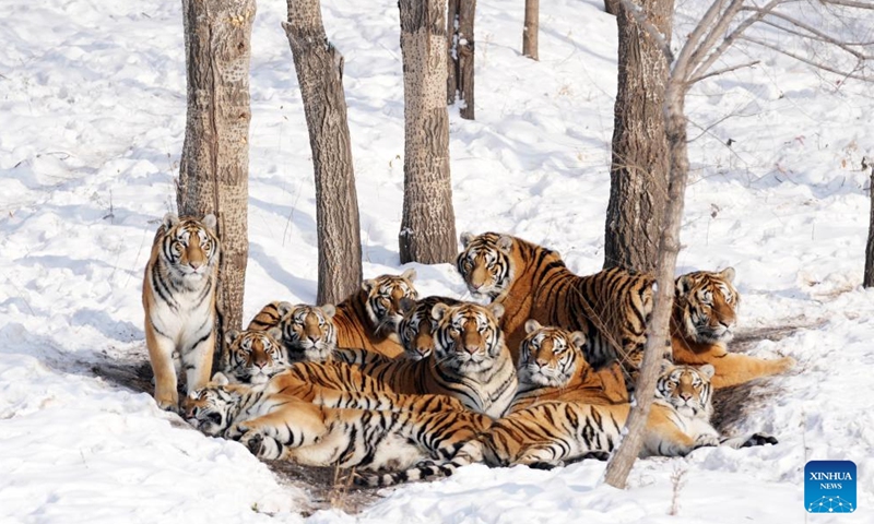 Siberian tigers huddle in the snow at the Siberian Tiger Park in Harbin, northeast China's Heilongjiang Province, Nov. 17, 2023. (Photo: Xinhua)