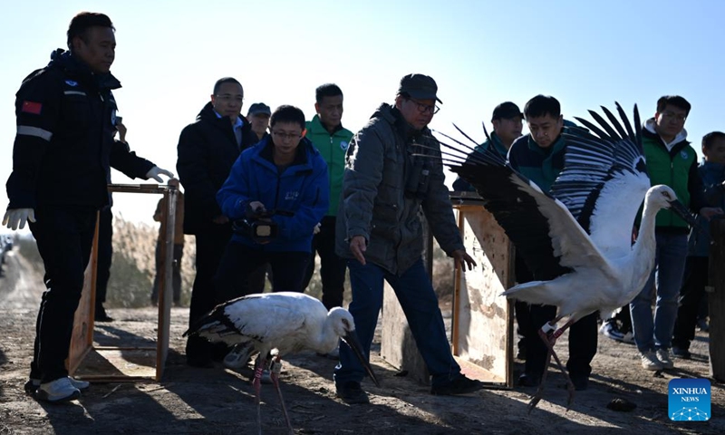 Staff members release oriental white storks into the wild at Qilihai Wetland in north China's Tianjin, Nov. 18, 2023. A total of 11 rescued oriental white storks and more than 100 other birds were released into the wild at Qilihai Wetland in north China's Tianjin on Saturday. (Photo: Xinhua)