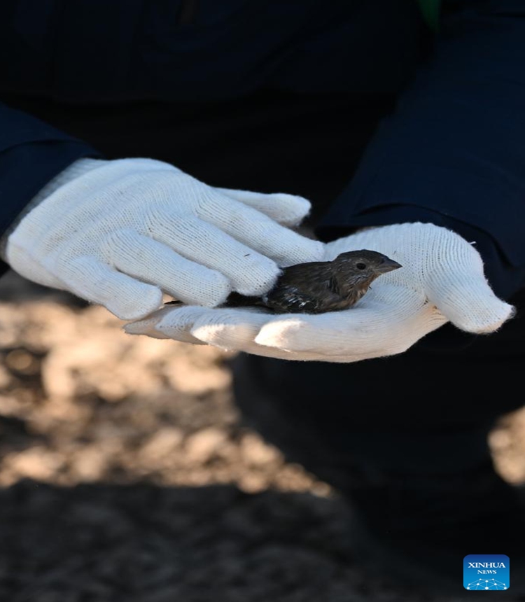 A staff member prepares to release a bird at Qilihai Wetland in north China's Tianjin, Nov. 18, 2023. A total of 11 rescued oriental white storks and more than 100 other birds were released into the wild at Qilihai Wetland in north China's Tianjin on Saturday. (Photo: Xinhua)
