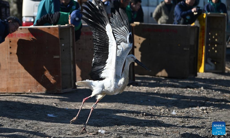 An oriental white stork takes off after being released at Qilihai Wetland in north China's Tianjin, Nov. 18, 2023. A total of 11 rescued oriental white storks and more than 100 other birds were released into the wild at Qilihai Wetland in north China's Tianjin on Saturday. (Photo: Xinhua)