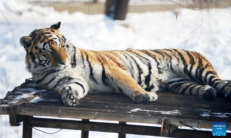A Siberian tiger rests on a rack at the Siberian Tiger Park in Harbin, northeast China's Heilongjiang Province, Nov. 17, 2023. (Photo: Xinhua)