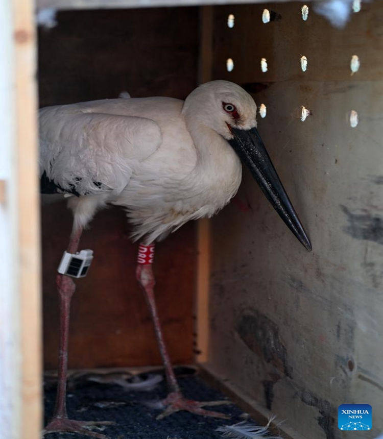 A rescued oriental white stork is pictured inside a wooden case at Qilihai Wetland in north China's Tianjin, Nov. 18, 2023. A total of 11 rescued oriental white storks and more than 100 other birds were released into the wild at Qilihai Wetland in north China's Tianjin on Saturday. (Photo: Xinhua)