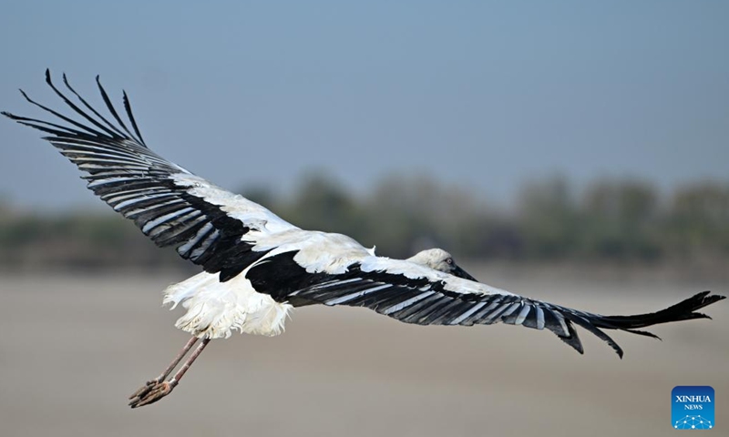 An oriental white stork glides at Qilihai Wetland in north China's Tianjin, Nov. 18, 2023. A total of 11 rescued oriental white storks and more than 100 other birds were released into the wild at Qilihai Wetland in north China's Tianjin on Saturday. (Photo: Xinhua)