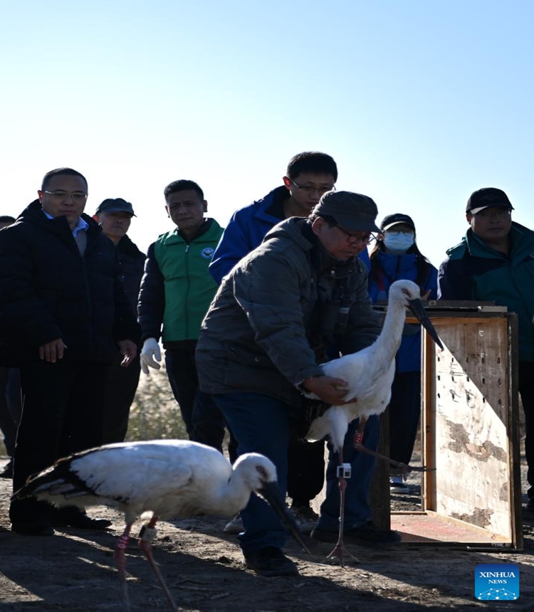 Staff members release oriental white storks into the wild at Qilihai Wetland in north China's Tianjin, Nov. 18, 2023. A total of 11 rescued oriental white storks and more than 100 other birds were released into the wild at Qilihai Wetland in north China's Tianjin on Saturday. (Photo: Xinhua)