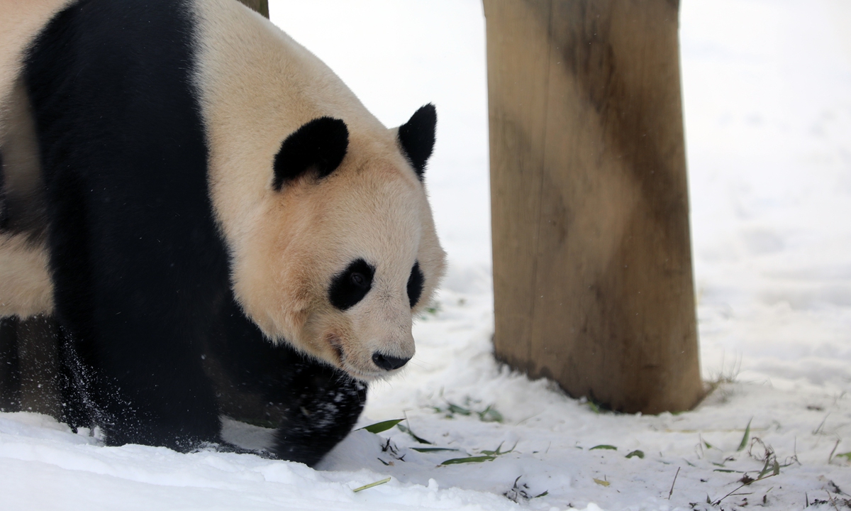 Giant panda Photo: website of Royal Zoological Society of Scotland 