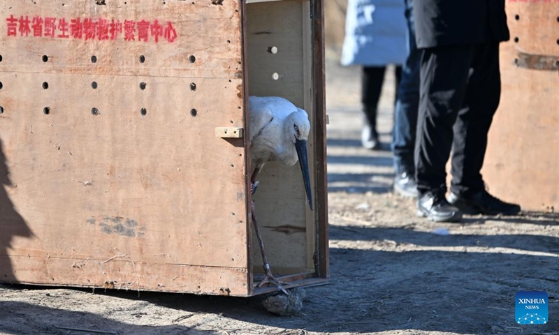 A rescued oriental white stork is ready to be released into the wild at Qilihai Wetland in north China's Tianjin, Nov. 18, 2023. A total of 11 rescued oriental white storks and more than 100 other birds were released into the wild at Qilihai Wetland in north China's Tianjin on Saturday. (Photo: Xinhua)