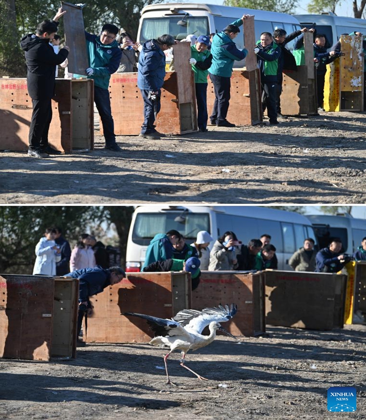 This combo photo shows staff members releasing oriental white storks into the wild at Qilihai Wetland in north China's Tianjin, Nov. 18, 2023. A total of 11 rescued oriental white storks and more than 100 other birds were released into the wild at Qilihai Wetland in north China's Tianjin on Saturday. (Photo: Xinhua)