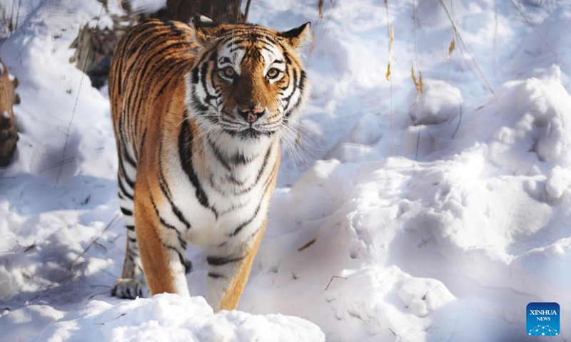 A Siberian tiger walks in the snow at the Siberian Tiger Park in Harbin, northeast China's Heilongjiang Province, Nov. 17, 2023. (Photo: Xinhua)