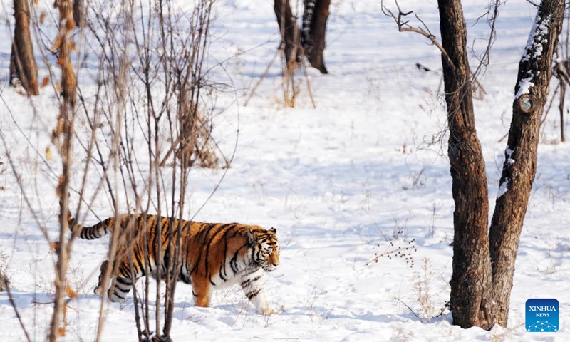 A Siberian tiger walks in the snow at the Siberian Tiger Park in Harbin, northeast China's Heilongjiang Province, Nov. 17, 2023. (Photo: Xinhua)