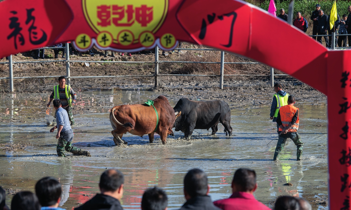 Locals in Wuyi county, East China's Zhejiang Province, watch bullfighting during a cultural festival on November 19, 2023. After a three-year hiatus, the festival reopened with 60 bulls competing for the title of Bull King. During autumn and winter, various places in Wuyi county hold traditional folk bullfighting competitions. Photo: VCG