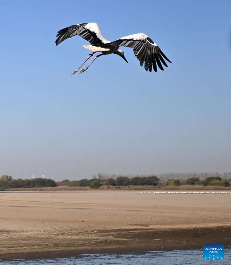 An oriental white stork flies to join the flocks of its kind at Qilihai Wetland in north China's Tianjin, Nov. 18, 2023. A total of 11 rescued oriental white storks and more than 100 other birds were released into the wild at Qilihai Wetland in north China's Tianjin on Saturday. (Photo: Xinhua)