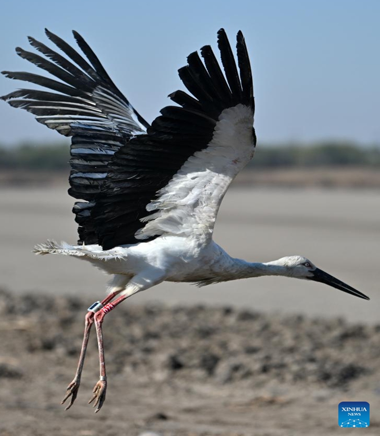 An oriental white stork takes off at Qilihai Wetland in north China's Tianjin, Nov. 18, 2023. A total of 11 rescued oriental white storks and more than 100 other birds were released into the wild at Qilihai Wetland in north China's Tianjin on Saturday. (Photo: Xinhua)