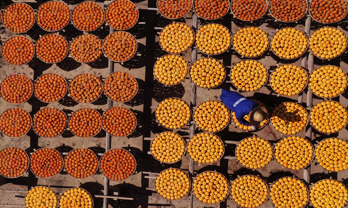 Villagers take advantage of sunny weather to dry peeled persimmons on November 19, 2023 in Gongcheng Yao Autonomous County of Guilin, South China's Guangxi Zhuang Autonomous Region. The county has more than 1,500 years of history in planting and processing persimmons with a planting area of more than 13,000 hectares. Photo: VCG