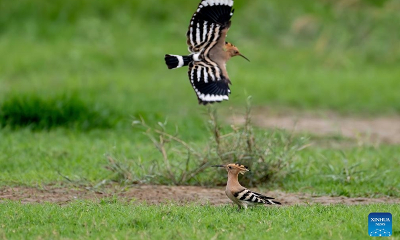Hoopoes are pictured in the Minjiang River estuary wetland in southeast China's Fujian Province, Nov. 15, 2023. Flocks of migratory birds have made stopovers in Fuzhou, Quanzhou and other areas in Fujian Province, as they make their way toward the south to get through the winter. Among them, the number of rare birds, such as black-faced spoonbills and spoon-billed sandpipers which are under first-class national protection in China, continues to increase. (Photo: Xinhua)