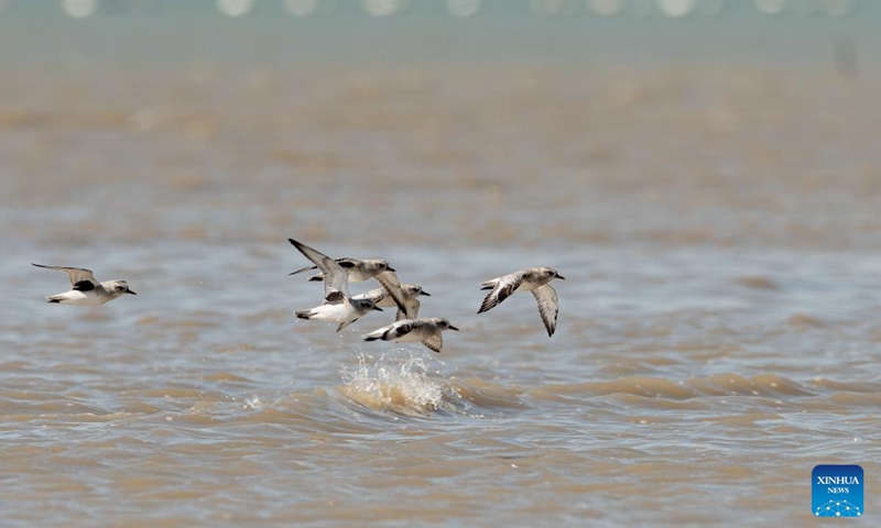 Birds fly in the Quanzhou Bay estuary wetland in southeast China's Fujian Province, Nov. 18, 2023. Flocks of migratory birds have made stopovers in Fuzhou, Quanzhou and other areas in Fujian Province, as they make their way toward the south to get through the winter. Among them, the number of rare birds, such as black-faced spoonbills and spoon-billed sandpipers which are under first-class national protection in China, continues to increase. (Photo: Xinhua)