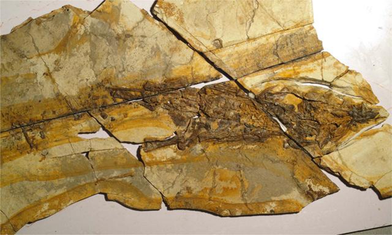 Part of the ceratopsian fossil found in Hebei Province Photo: Courtesy of Department of Natural 
Resources of Hebei Province