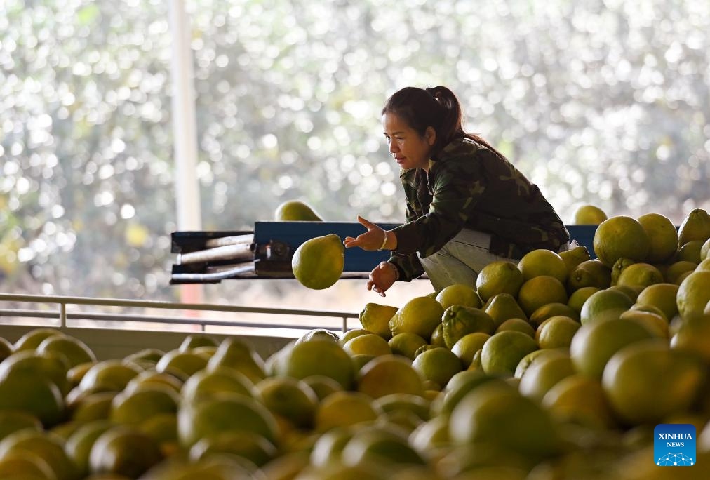 A villager sorts pomelos at an ecological industry demonstration area in Luocheng Mulao Autonomous County, south China's Guangxi Zhuang Autonomous Region, Nov. 21, 2023. Pomelos at the ecological industry demonstration area have ushered in harvest season recently in Luocheng.(Photo: Xinhua)