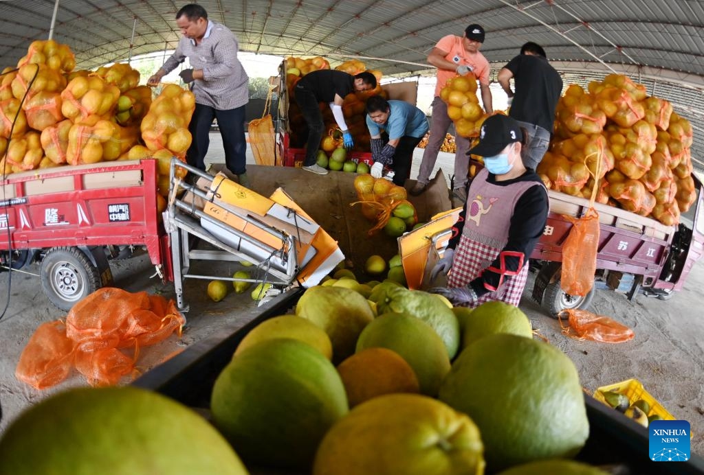 Villagers pack pomelos at an ecological industry demonstration area in Luocheng Mulao Autonomous County, south China's Guangxi Zhuang Autonomous Region, Nov. 21, 2023. Pomelos at the ecological industry demonstration area have ushered in harvest season recently in Luocheng.(Photo: Xinhua)