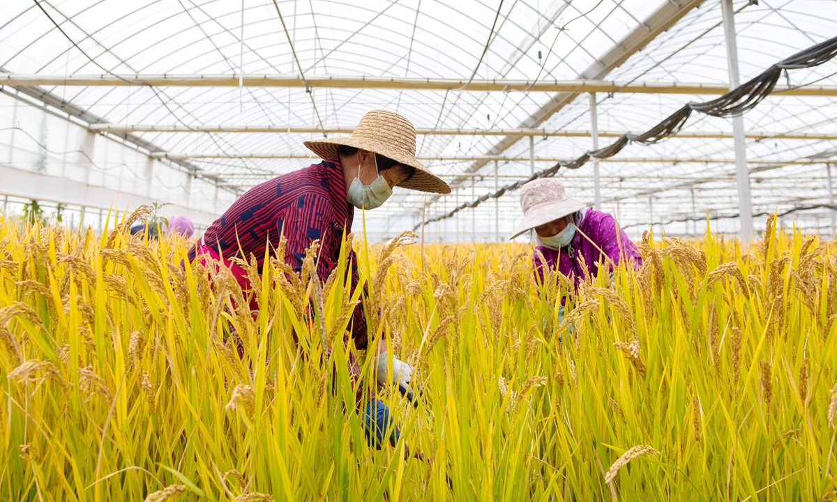 At a family farm in Hongxingqiao township, Huzhou, East China's Zhejiang Province, workers harvest greenhouse rice in a rice-fruit intercropping base. Hongxingqiao is exploring the rice-fruit intercropping model, where rice is grown in fruit greenhouses. This process improves the soil and ensures that the land is not idle during fallow periods. The yields of both rice and fruit have increased by more than 15 percent, achieving 