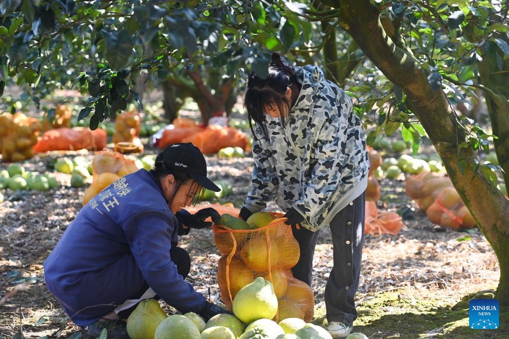 Villagers pack pomelos at an ecological industry demonstration area in Luocheng Mulao Autonomous County, south China's Guangxi Zhuang Autonomous Region, Nov. 21, 2023. Pomelos at the ecological industry demonstration area have ushered in harvest season recently in Luocheng.(Photo: Xinhua)
