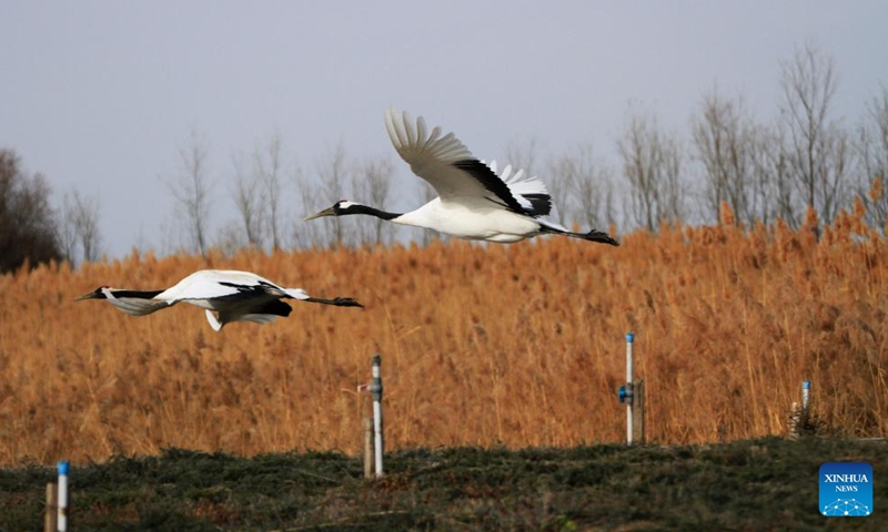 Red-crowned cranes fly in a national wetland park in Zhangye, northwest China's Gansu Province, Nov. 22, 2023.(Photo: Xinhua)