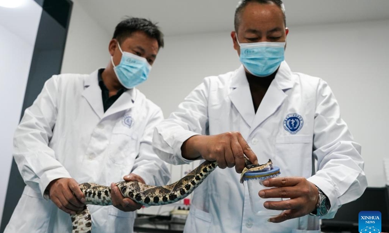 Staff members take the venom from a poisonous snake for research at Qimen Institute of Snakebite in Qimen County of Huangshan City, east China's Anhui Province, Nov. 8, 2023. Qimen Institute of Snakebite was founded in 1965. It was the first scientific research institution integrating snakebite research, treatment and medicine production in China, and also one of the largest snakebite treatment bases in Asia. Its original Qimen snakebite therapy cured many snakebite patients. (Photo: Xinhua)