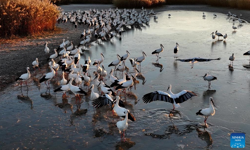 This aerial photo taken on Nov. 25, 2023 shows a flock of oriental white storks foraging at a wetland in Tangshan, north China's Hebei Province. Coastal wetlands in the city of Tangshan are important habitats for migratory birds. (Photo: Xinhua)