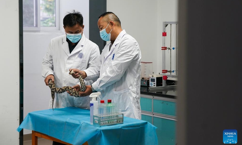 Staff members take the venom from a poisonous snake for research at Qimen Institute of Snakebite in Qimen County of Huangshan City, east China's Anhui Province, Nov. 8, 2023. Qimen Institute of Snakebite was founded in 1965. It was the first scientific research institution integrating snakebite research, treatment and medicine production in China, and also one of the largest snakebite treatment bases in Asia. Its original Qimen snakebite therapy cured many snakebite patients. (Photo: Xinhua)