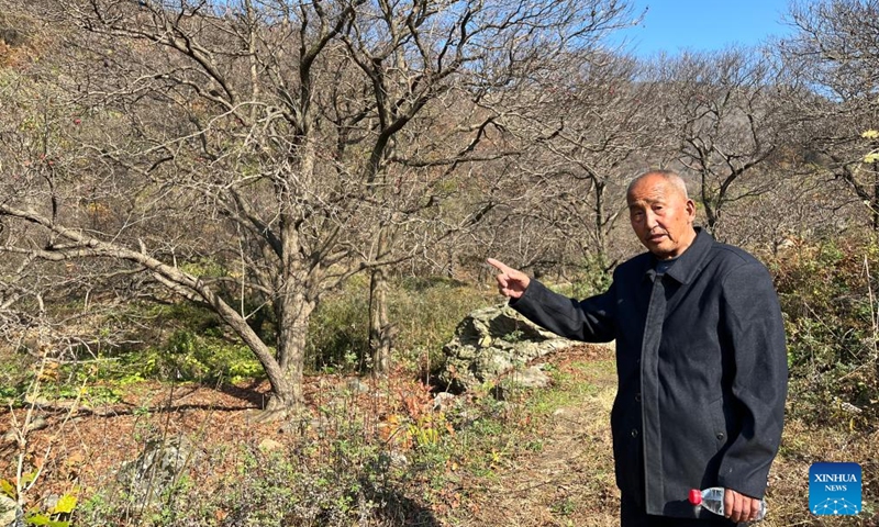 A villager tells history of old hawthorn trees in Chencun Town of Jiangxian County, north China's Shanxi Province, Oct. 26, 2023. (Photo: Xinhua)