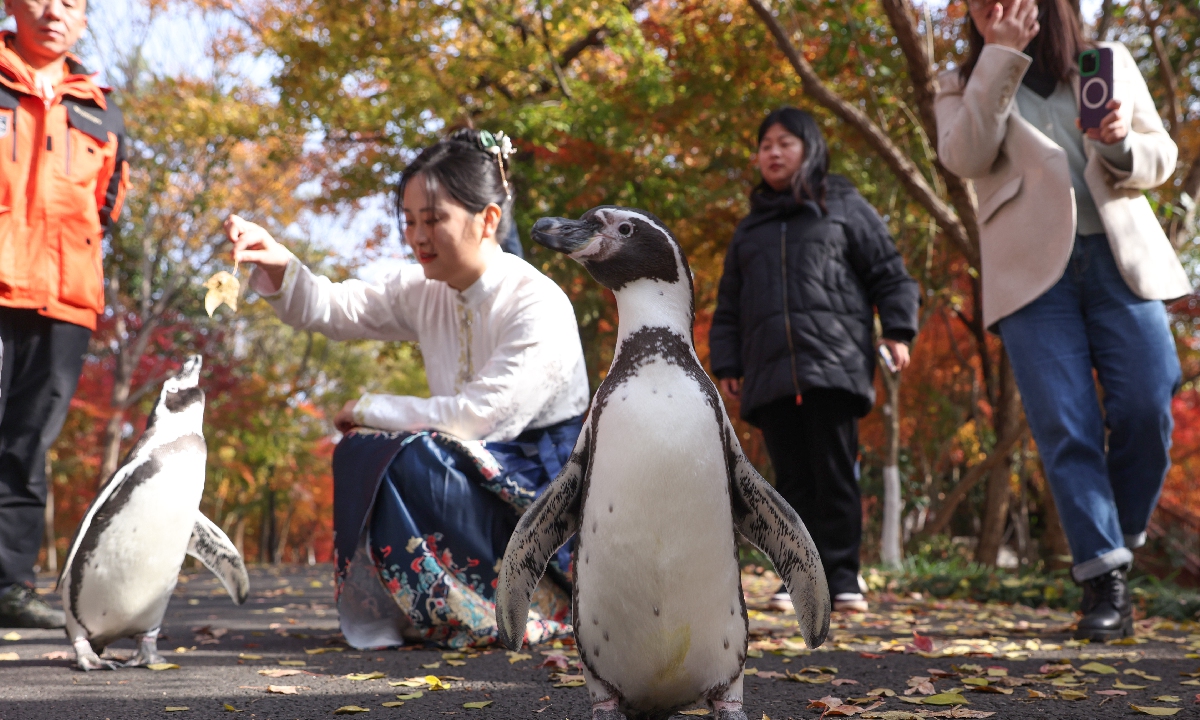 Toursits enjoy time with two artificially bred Humboldt penguins from the Nanjing Underwater World in Nanjing, East China's Jiangsu Province, as the animals take a walk around a mountain park in the city on November 27, 2023. Artificially bred in 2019, the two penguins often go out with their keepers to take a walk and enjoy the flowers when the temperature is suitable. Photo: VCG