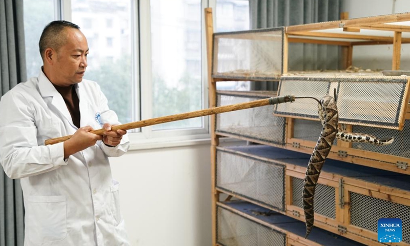 A staff member takes a poisonous snake for research at Qimen Institute of Snakebite in Qimen County of Huangshan City, east China's Anhui Province, Nov. 8, 2023. Qimen Institute of Snakebite was founded in 1965. It was the first scientific research institution integrating snakebite research, treatment and medicine production in China, and also one of the largest snakebite treatment bases in Asia. Its original Qimen snakebite therapy cured many snakebite patients. (Photo: Xinhua)