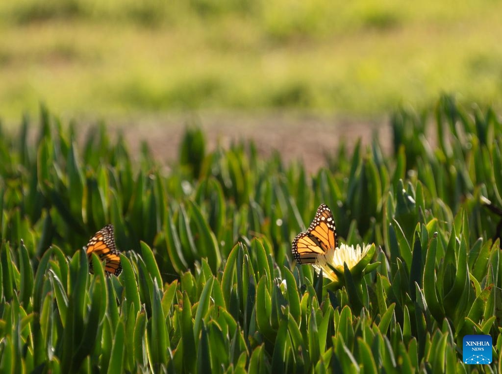 This photo taken on Nov. 28, 2023 shows western monarch butterflies in a forest of Santa Cruz, California, the United States.(Photo: Xinhua)