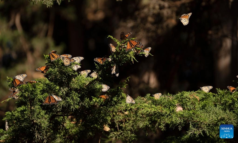 This photo taken on Nov. 28, 2023 shows western monarch butterflies in a forest of Santa Cruz, California, the United States.(Photo: Xinhua)