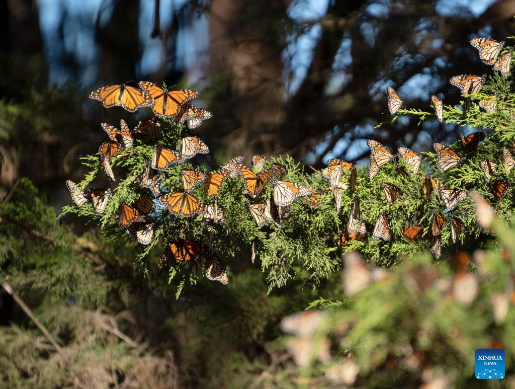 This photo taken on Nov. 28, 2023 shows western monarch butterflies in a forest of Santa Cruz, California, the United States.(Photo: Xinhua)