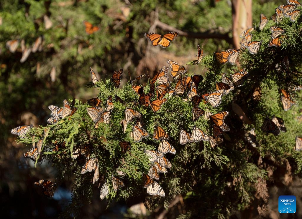 This photo taken on Nov. 28, 2023 shows western monarch butterflies in a forest of Santa Cruz, California, the United States.(Photo: Xinhua)