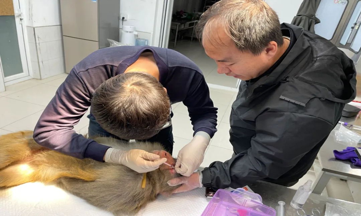 Veterinarians from the Beijing Wildlife Rescue and Rehabilitation Center examine the anesthetized macaque. Photo: Beijing Wildlife Rescue and Rehabilitation Center