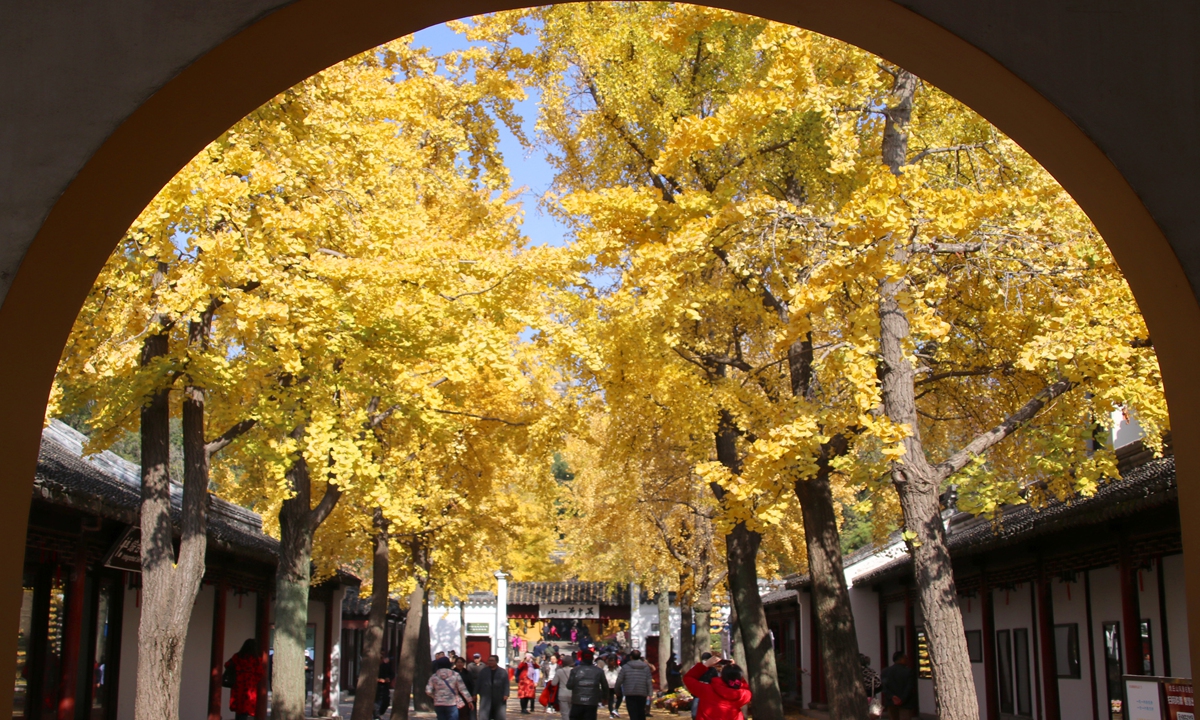 Tourists enjoy golden ginkgo trees in Suzhou, East China's Jiangsu Province on November 29, 2023. Photo: IC