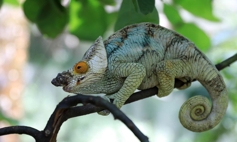 This photo taken on Nov. 27, 2023 shows a chameleon in Marozevo, Toamasina, Madagascar. Madagascar is home to about half of the world's 150 or so species of chameleons. (Photo: Xinhua)