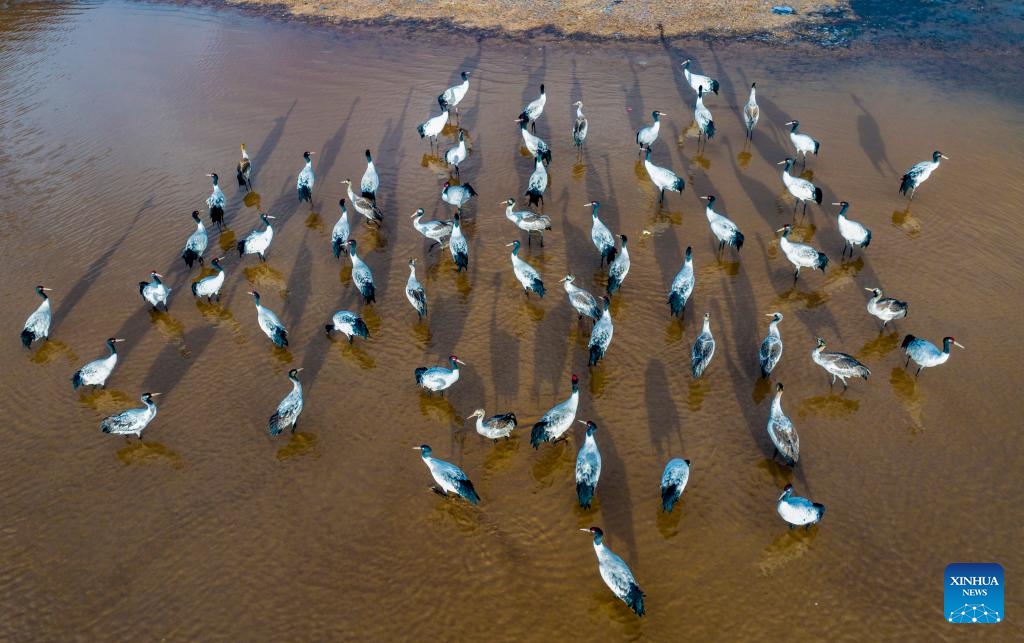 This aerial photo taken on Dec. 5, 2023 shows black-necked cranes at a reservoir in Lhunzhub County of Lhasa, southwest China's Xizang Autonomous Region. Lhunzhub County is one of the main habitats for black-necked cranes to spend winter.(Photo: Xinhua)
