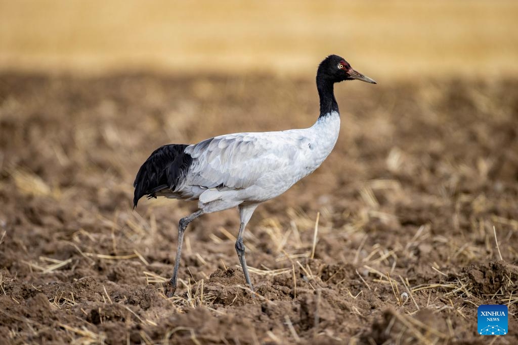 This photo taken on Dec. 5, 2023 shows a black-necked crane at a reservoir in Lhunzhub County of Lhasa, southwest China's Xizang Autonomous Region. Lhunzhub County is one of the main habitats for black-necked cranes to spend winter.(Photo: Xinhua)