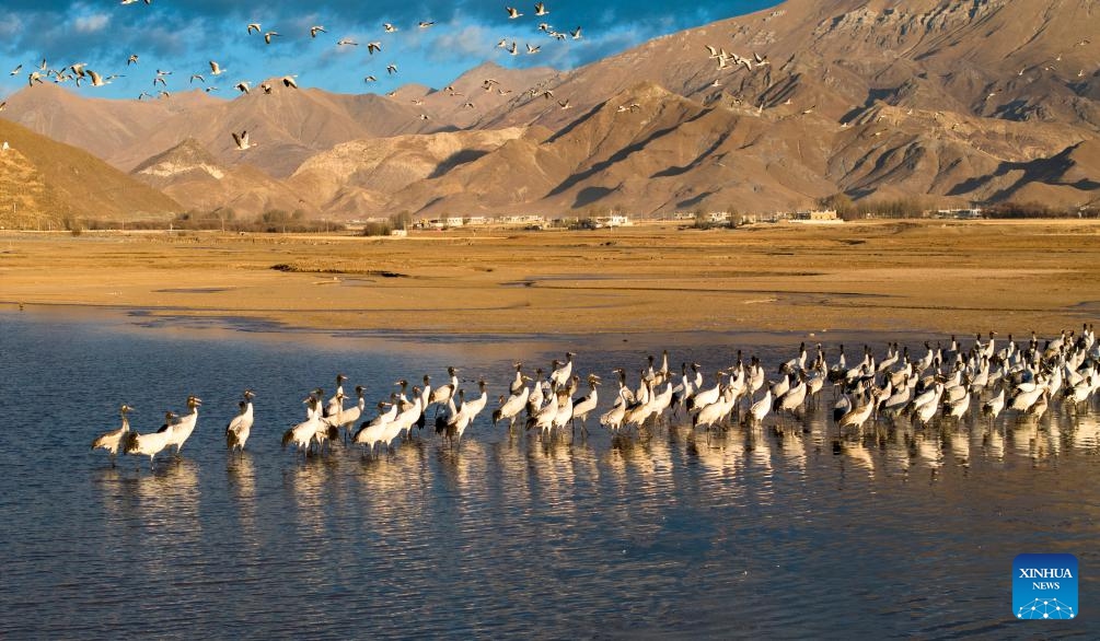 This aerial photo taken on Dec. 5, 2023 shows black-necked cranes at a reservoir in Lhunzhub County of Lhasa, southwest China's Xizang Autonomous Region. Lhunzhub County is one of the main habitats for black-necked cranes to spend winter.(Photo: Xinhua)