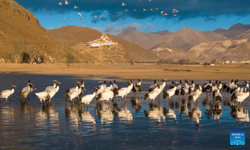 This aerial photo taken on Dec. 5, 2023 shows black-necked cranes at a reservoir in Lhunzhub County of Lhasa, southwest China's Xizang Autonomous Region. Lhunzhub County is one of the main habitats for black-necked cranes to spend winter.(Photo: Xinhua)
