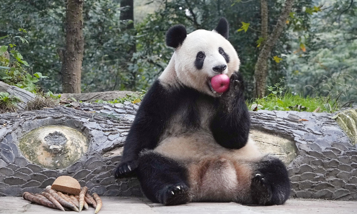 Tokyo-born female giant panda Xiang Xiang is shown to the Japanese press at a giant panda research center in Southwest China's Sichuan Province, on November 7, 2023.