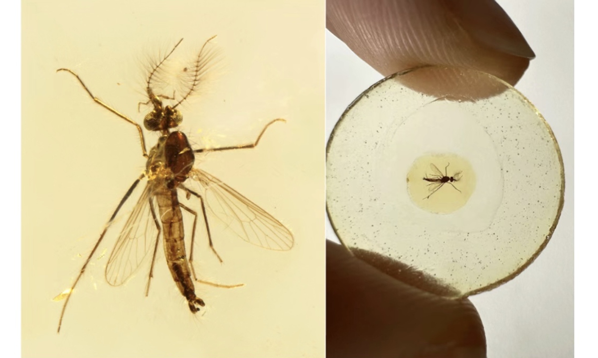 A 130-million-year-old male mosquito trapped in a Lebanese amber.Photo: Screenshot from online 
